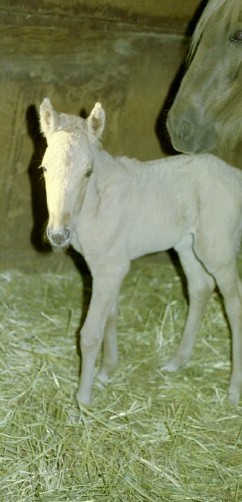 Rickman Spanish Mustangs; mare and foal