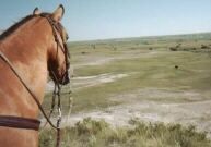 Rico looking at a Buffalo Bull; Richman Spanish Mustangs