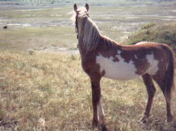 Wachi looking at a Buffalo Bull; Richman's Spanish Mustangs